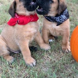 Mastiff Puppies from Red River Mastiff