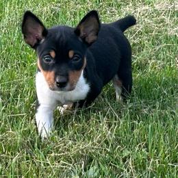 Bell - Black tan and white female Rat Terrier puppy in Canandaguia, New York from Mary ann Whipple's Old Dominion Terriers
