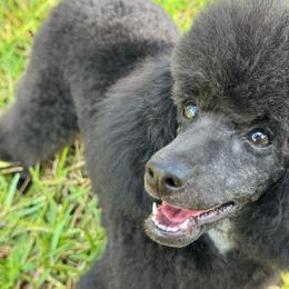 Blu - Blue male Poodle puppy in Labelle, Florida from RomLein Poodles