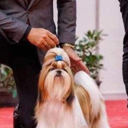 Shih Tzus from Northstar Shih Tzu