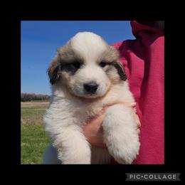 CLANCEY- black collar - White and badger male Great Pyrenees puppy in Mikado, Michigan from Brittain Family Farm