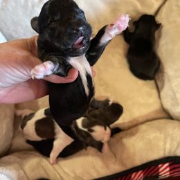Maltese, Miniature Schnauzer, and Yorkshire Terrier Puppies from Sassy Yorkie Love Alabama