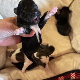 Maltese, Miniature Schnauzer, and Yorkshire Terrier Puppies from Sassy Yorkie Love Alabama