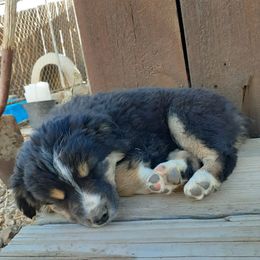 Australian Shepherd and Miniature Australian Shepherd Puppies from Renegade Point Stock Dogs