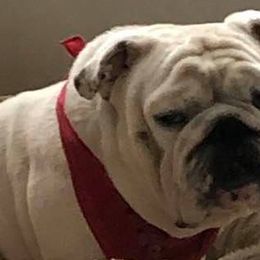 Bulldogs from Sochabull