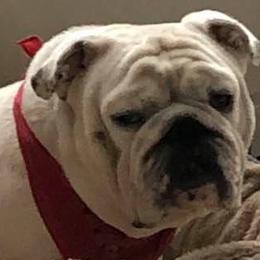 Bulldogs from Sochabull