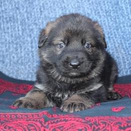 Boy 3 - Sable male German Shepherd puppy in Republic, Washington from Von Zobel Haus Kennels