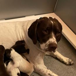 English Setters, German Shorthaired Pointers, German Wirehaired Pointers, and Labrador Retrievers from Point and Flush Gun Dogs