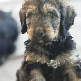 Pepper - Tri-color male Bernedoodle puppy in Phelan, California from PuppyPaws4U