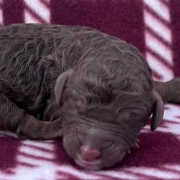 Akc Latte - Phantom female Poodle puppy in Overbrook, Kansas from Hidden Springs Poodles LLC
