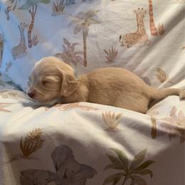 Girl 2 - Cream female Dachshund puppy in Vinton, Iowa from Lerch Family Dachshunds