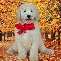 Maggie's Red Boy - Cream male Goldendoodle puppy in Kountze, Texas from Texas Doodles LLC