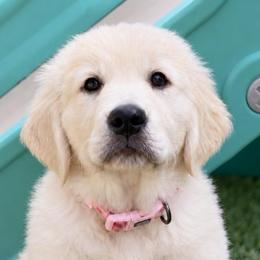 Dutches - Light golden female Golden Retriever puppy in Fresno, California from Warwick’s Central California Goldens