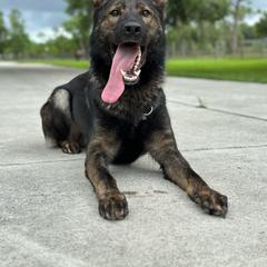Maker - German Shepherd