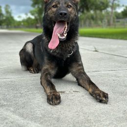 Maker - German Shepherd