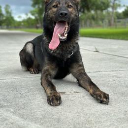 Maker - German Shepherd