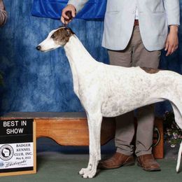 Greyhounds and Salukis from Hounds of Wynsyr