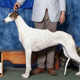 Greyhounds and Salukis from Hounds of Wynsyr