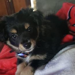 Toy Australian Shepherd Puppies from Kickapoo Creek Aussies