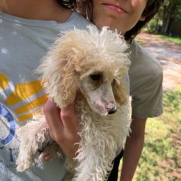 Lil Jean - Parti female Poodle puppy in Florence County, South Carolina from Modern Family Standards