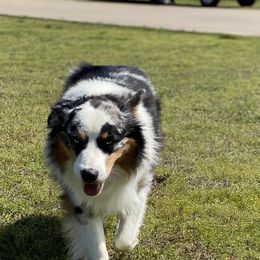 Jack  - Miniature Australian Shepherd