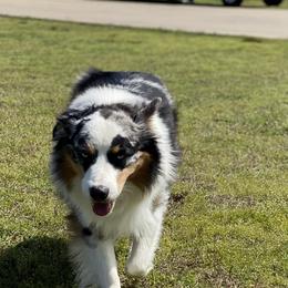 Jack  - Miniature Australian Shepherd