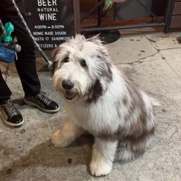 Assorted Doodle Crosses and Newfypoo All Grown Up from Arizona Doodle Trails