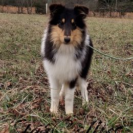 Cherry - Collie puppy from StarCollies