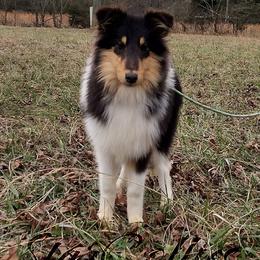 Cherry - Collie puppy from StarCollies