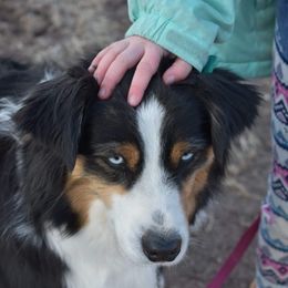 Aussiedoodles, Goldendoodles, Poodles, Saint Berdoodles, Saint Bernards, and Sheepadoodles from Rocky Ridge Ranch