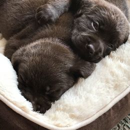 French Bulldog and Labrador Retriever Puppies from 888 Frenchies