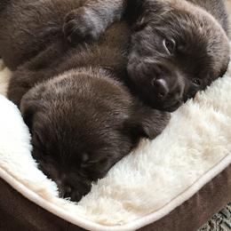 French Bulldog and Labrador Retriever Puppies from 888 Frenchies