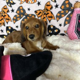 Sandy - Dapple female Dachshund puppy in Lake City, Florida from My Ditzy Doxies of Florida
