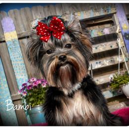 Bambi - Yorkshire Terrier