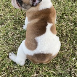 French Bulldog Puppies from Central Frenchies