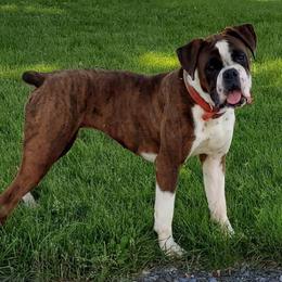 Jenny - Boxer