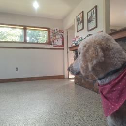 Ellie - Poodle