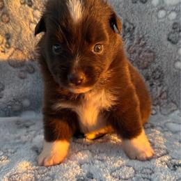 Dolly - Red & white female Miniature Australian Shepherd puppy in Stuart, Iowa from Arbor Hill Aussies