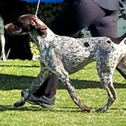 German Shorthaired Pointer and Pointer All Grown Up from Paladen