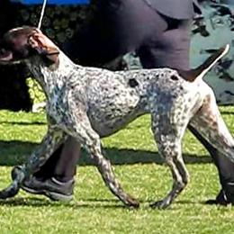 German Shorthaired Pointer and Pointer All Grown Up from Paladen