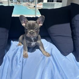Mochi - Tricolors female French Bulldog puppy in Miami, Florida from Kehaulani's French Bulldogs