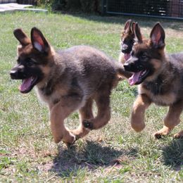 German Shepherd Puppies from vom Haus am Lerchenweg