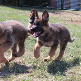 German Shepherd Puppies from vom Haus am Lerchenweg