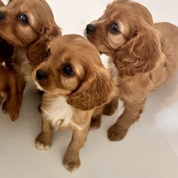 Cavalier King Charles Spaniel Puppies from Sweet Southern Cavaliers