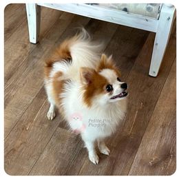 Ally - Pomeranian