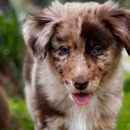 Moose - Red merle Australian Shepherd puppy in Ramona, California from Blue Moon Aussies