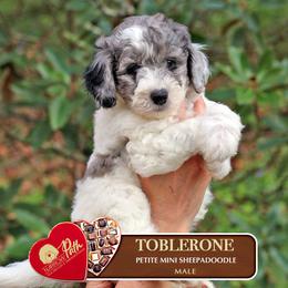 Toblerone - Blue merle and white male Sheepadoodle puppy in Cleveland, Tennessee from Narrow Path Old English & Sheepadoodles
