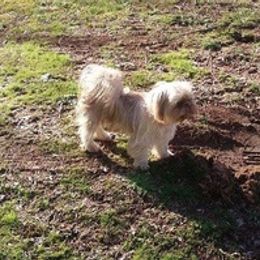Shih Tzus from Peach Shih Tzu With Love