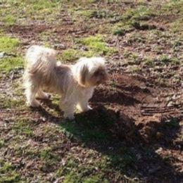 Shih Tzus from Peach Shih Tzu With Love