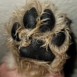 Goldendoodle Puppies from Luna Goldendoodles